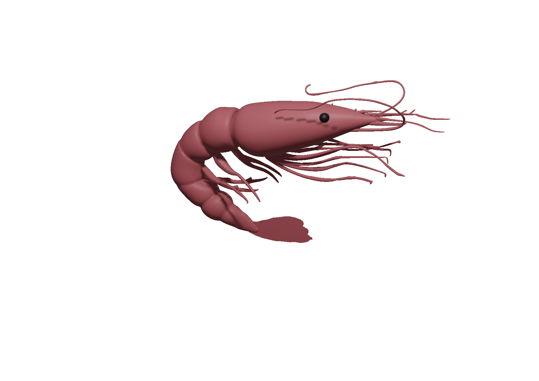 a shrimp dancing